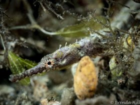 Pipefish, Blue Heron Bridge