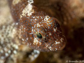 Barred Blenny, Blue Heron Bridge