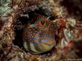 Tessellated Blenny, Lauderdale-by-the-Sea