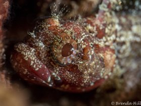 Downy Blenny,  Lauderdale-by-the-Sea