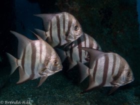 Atlantic Spadefish, Blue Heron Bridge