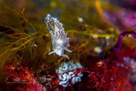 Flabellina Verrucosa, Maine
