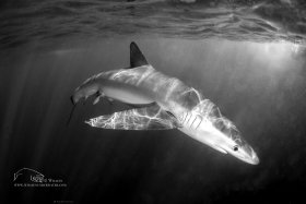 Blue Shark, Rhode Island