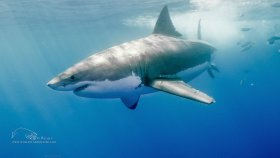 Great White, Mexico