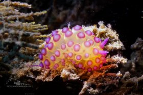 Janolus Favoanulus, Florida