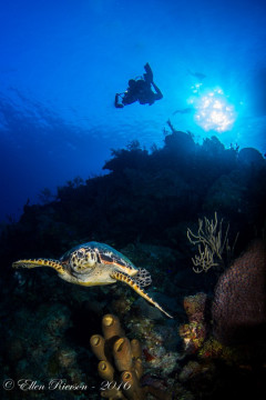 Turtle & Diver – Grand Cayman