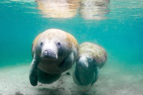 Manatees, Florida