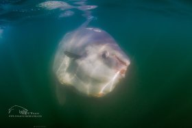 Mola Mola, Maine