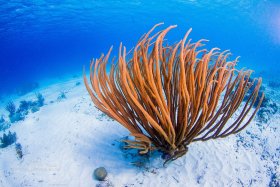 Soft Coral, Bonaire