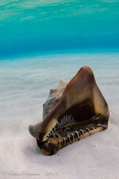 Queen Conch – Stingray Sandbar (Grand Cayman)