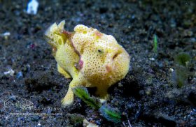Warty Frogfish, Philippines