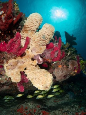 Bahamas Reef Scene