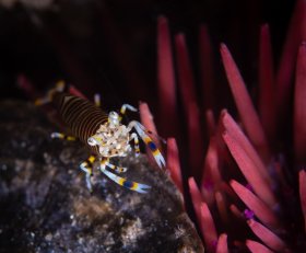 Bumblebee on an Urchin