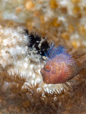 Curious Oyster Blenny