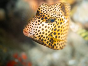 Kiss Kiss Fish