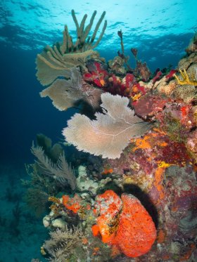 Key Largo Reefscape