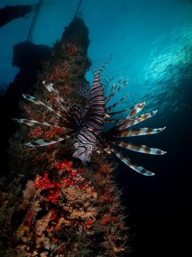 Lionfish