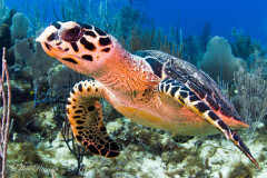 Young Hawksbill Turtle – Grand Cayman