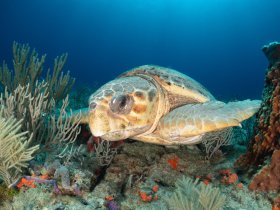 Resting Loggerhead