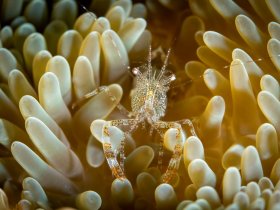 Sun Anemone Shrimp