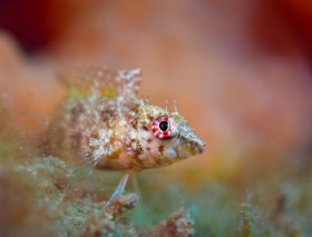 The Rosiest Blenny
