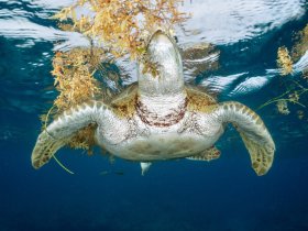 Turtle Snack