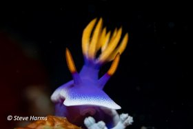 Hypselodoris Nudibranch, 2023