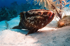 Nassau Grouper
