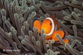Clown Anemonefish in Puerto Galera, Philippines, 2019
