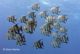 Atlantic Spadefish in the Bahamas, 2013