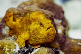 Long Lure Frogfish in Bonaire, 2022