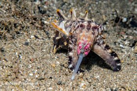 Flamboyant Cuttlefish in Anilao, Philippines, 2017