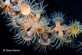 Tiger Anemone in Cebu, Philippines, 2016