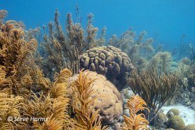 Coral Garden at Karpata in Bonaire, 2018