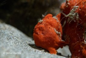 Frogfish in Anilao Philippines - Study in Shallow Depth of Field, 2023