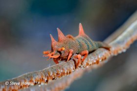 Dragon shrimp in Anilao, 2023