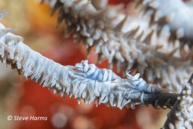 Fire and Ice - Zanzibar Shrimp in Anilao, 2023