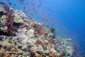 Reef with Anthias in Fiji, 2018