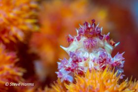 Candy Crab in Anilao, Philippines, 2023