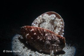 Coconut Octopus at Anilao Pier, Philippines, 2023
