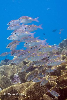 Schooling Fish on Lettuce Leaf Coral in Fiji, 2018