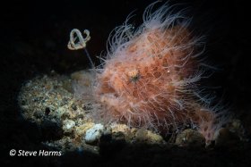 Hairy Frogfish in Anilao, 2023