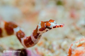 Brown Banded Pipefish in Fiji, 2018