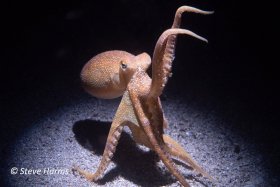 Mototi Octopus at Anilao Pier, Philippines, 2023