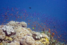 Top of a Coral Pinnacle in Fiji, 2018