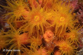 Orange Cup Corals in Roatan, Honduras, 2019