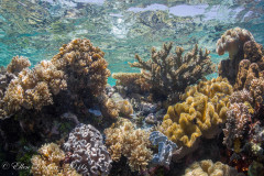 Shallow Reef – Wakatobi