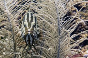 Grouper in the Grass – Nassau Grouper in Roatan, 2015