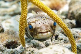 Burrfish in Bonaire, 2021