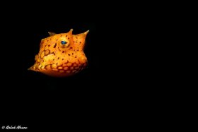 Cow Fish